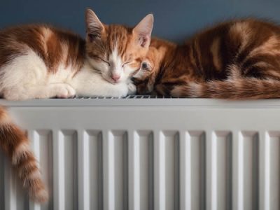 closeup-shot-of-two-cats-sleeping-together-on-the-2025-02-11-16-45-20-utc
